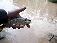 Форелевые рыбалки: две поездки на одну речку