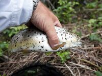 Форелевые рыбалки: две поездки на одну речку