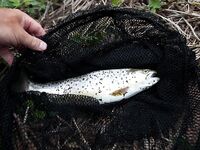 Форелевые рыбалки: две поездки на одну речку