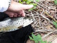 Форелевые рыбалки: две поездки на одну речку