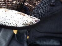 Форелевые рыбалки: две поездки на одну речку