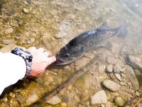 Риба-Роха: фотокадры с водохранилища и ниже по Эбро