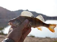 Риба-Роха: фотокадры с водохранилища и ниже по Эбро