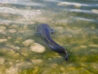 Риба-Роха: фотокадры с водохранилища и ниже по Эбро