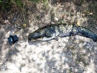 Риба-Роха: фотокадры с водохранилища и ниже по Эбро