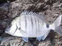 Поплавок из пробки - морская рыбалка по сарго на шторме