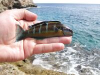 Магазин, черви и ночная рыбалка - каменные окуни выручили