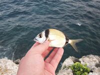 Магазин, черви и ночная рыбалка - каменные окуни выручили