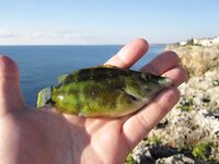 Магазин, черви и ночная рыбалка - каменные окуни выручили