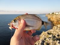 Магазин, черви и ночная рыбалка - каменные окуни выручили