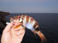 Магазин, черви и ночная рыбалка - каменные окуни выручили