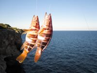 Магазин, черви и ночная рыбалка - каменные окуни выручили