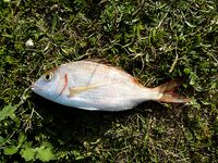 Arenys de Mar - морская рыбалка на закидушку с Americano, 03.01.14