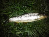 Две новые речки на Святой неделе, рассвет и десять форелей