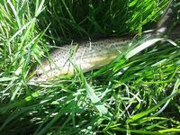 Две новые речки на Святой неделе, рассвет и десять форелей