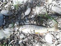 Две новые речки на Святой неделе, рассвет и десять форелей