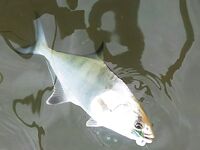 Дельта Эбро: друг-нахлыстовик и универсальные морские мушки