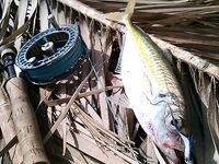 Дельта Эбро: друг-нахлыстовик и универсальные морские мушки