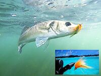 Каталуния, мушки: продолжение и уточнения