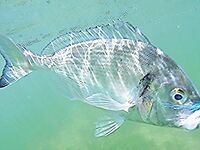 Каталуния, мушки: продолжение и уточнения