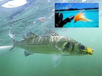 Каталуния, мушки: продолжение и уточнения