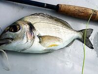 Каталуния, мушки: продолжение и уточнения