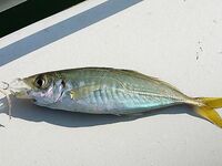 Каталуния, мушки: продолжение и уточнения