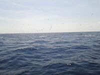 Дельта Эбро — погоня за тунцом и уроки из двух сходов