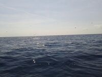 Дельта Эбро — погоня за тунцом и уроки из двух сходов