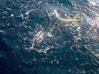 Дельта Эбро — погоня за тунцом и уроки из двух сходов