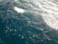 Дельта Эбро — погоня за тунцом и уроки из двух сходов