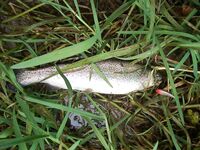 Каталуния, платник после выходных: Кукри 2/4 г и Малёк 4 г по форели