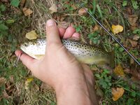 Каталуния, платник после выходных: Кукри 2/4 г и Малёк 4 г по форели