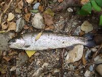 Каталуния, платник после выходных: Кукри 2/4 г и Малёк 4 г по форели