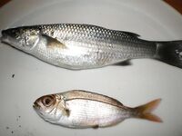 Испания, Бенальмадена — хлебная снасть и битвы у поплавка