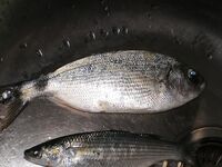 Испания, Бенальмадена — хлебная снасть и битвы у поплавка