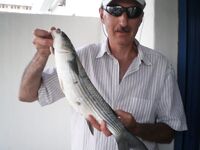 Испания, Бенальмадена — хлебная снасть и битвы у поплавка