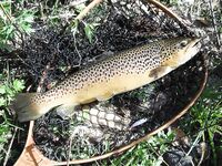 Форелевые разведки: 37 отпущенных, воблер против микроколебла