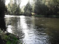 Форелевые разведки: 37 отпущенных, воблер против микроколебла