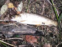 Форелевые разведки: 37 отпущенных, воблер против микроколебла