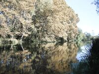 Форелевые разведки: 37 отпущенных, воблер против микроколебла