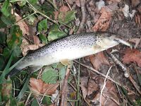 Форелевые разведки: 37 отпущенных, воблер против микроколебла