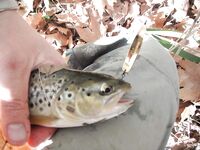 Форелевые разведки: 37 отпущенных, воблер против микроколебла