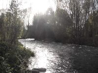 Форелевые разведки: 37 отпущенных, воблер против микроколебла