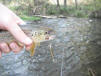Форелевые разведки: 37 отпущенных, воблер против микроколебла