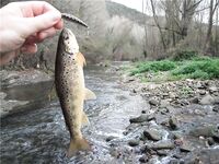 Каталонская речка — низкая вода, колебло и 26 форелей