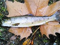 Каталонская речка — низкая вода, колебло и 26 форелей