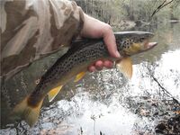 Каталонская речка — низкая вода, колебло и 26 форелей