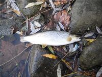 Каталонская речка — низкая вода, колебло и 26 форелей