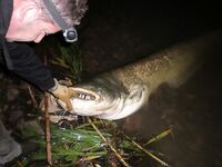 Эбро: пеллетс на донках и сомы 40/60 кг, спиннинг «для души»